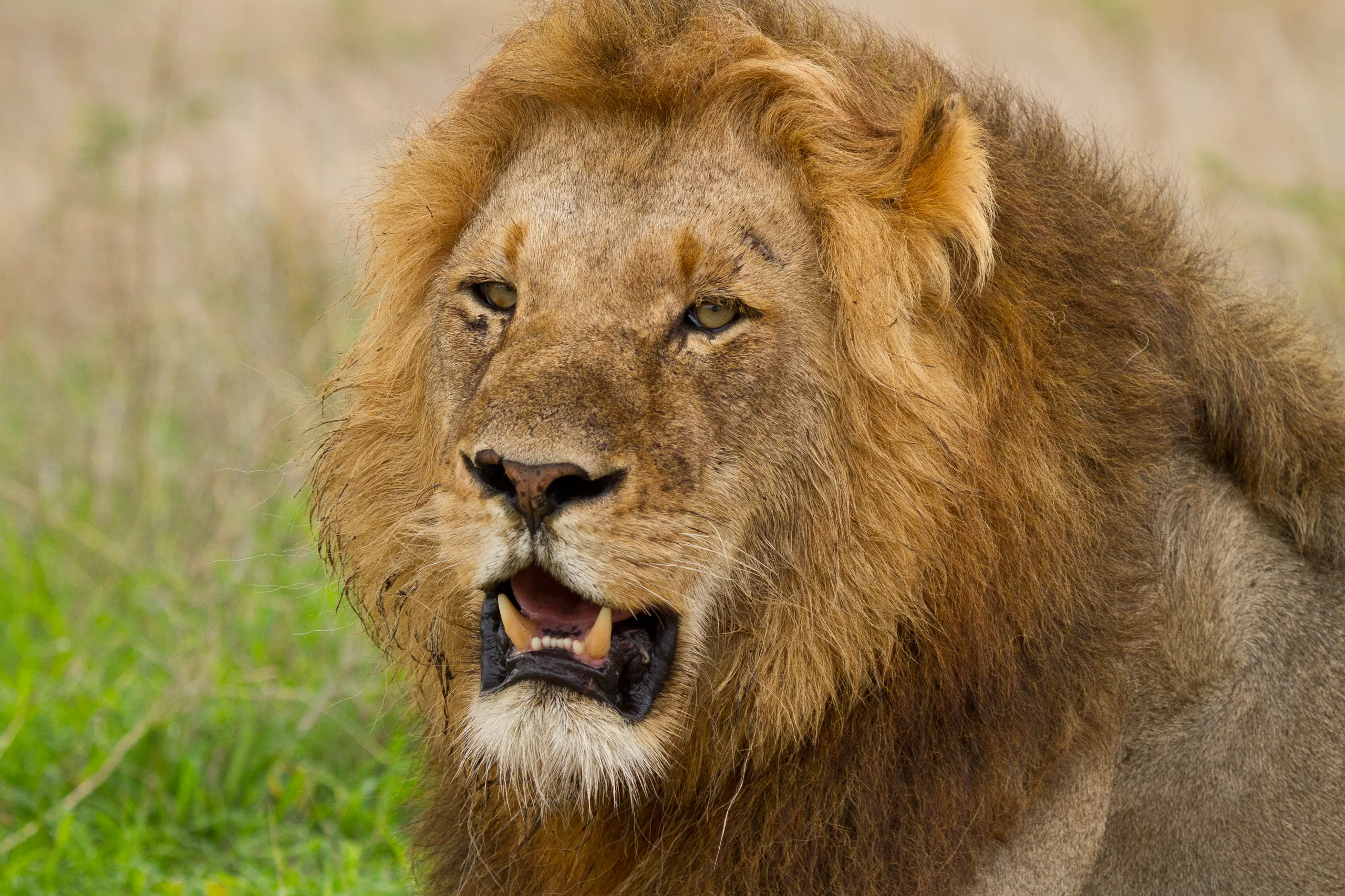 Adult Male Lion