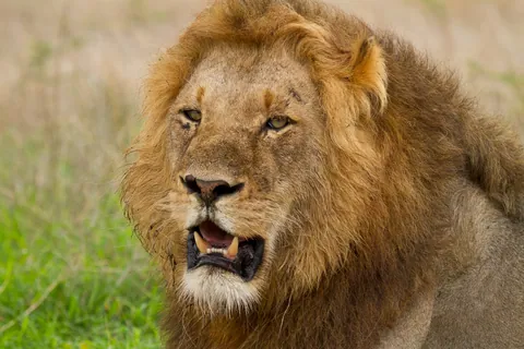 Adult Male Lion