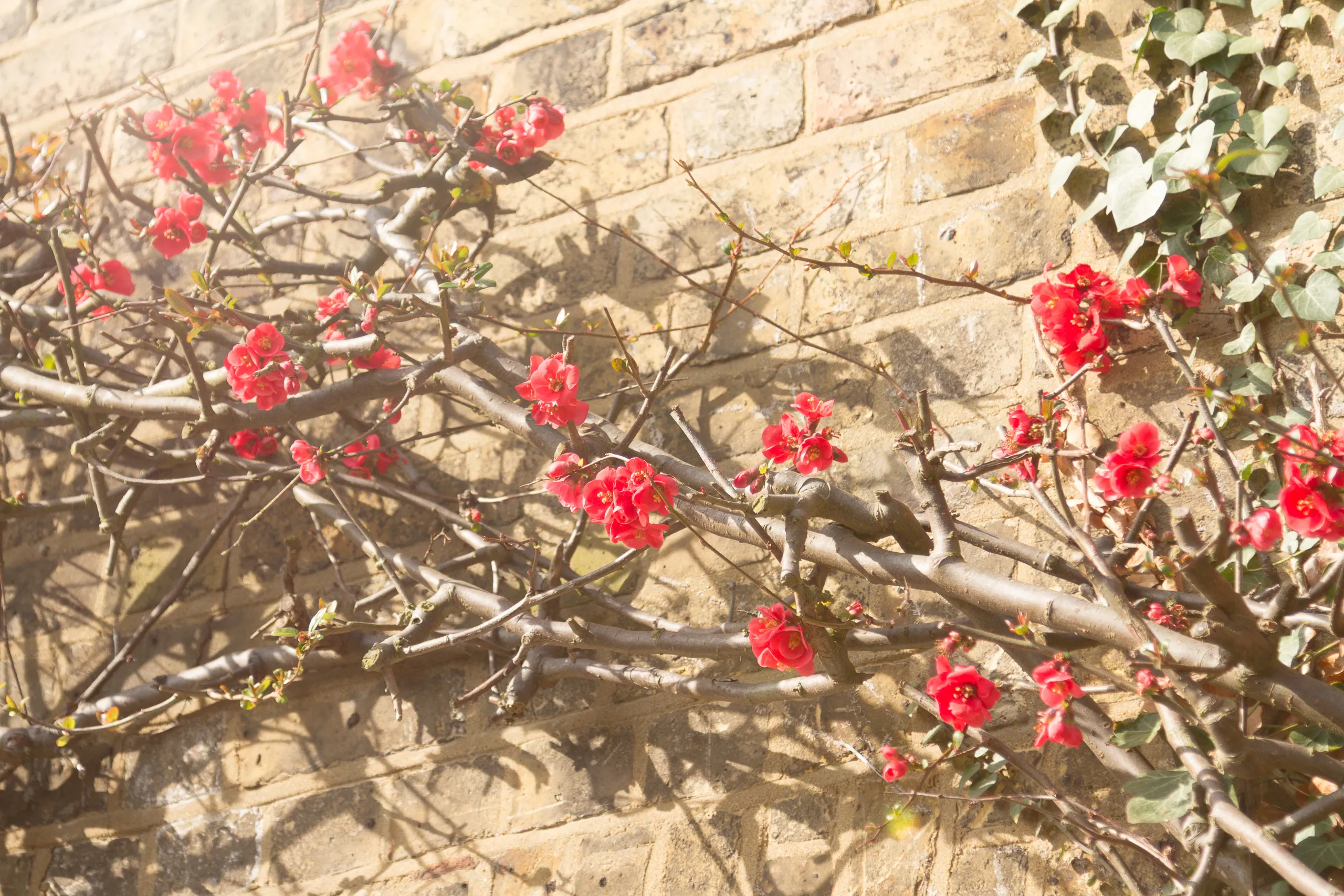 Early Buds, Wickhambreaux, Kent