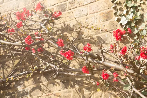 Early Buds,  Wickhambreaux, Kent