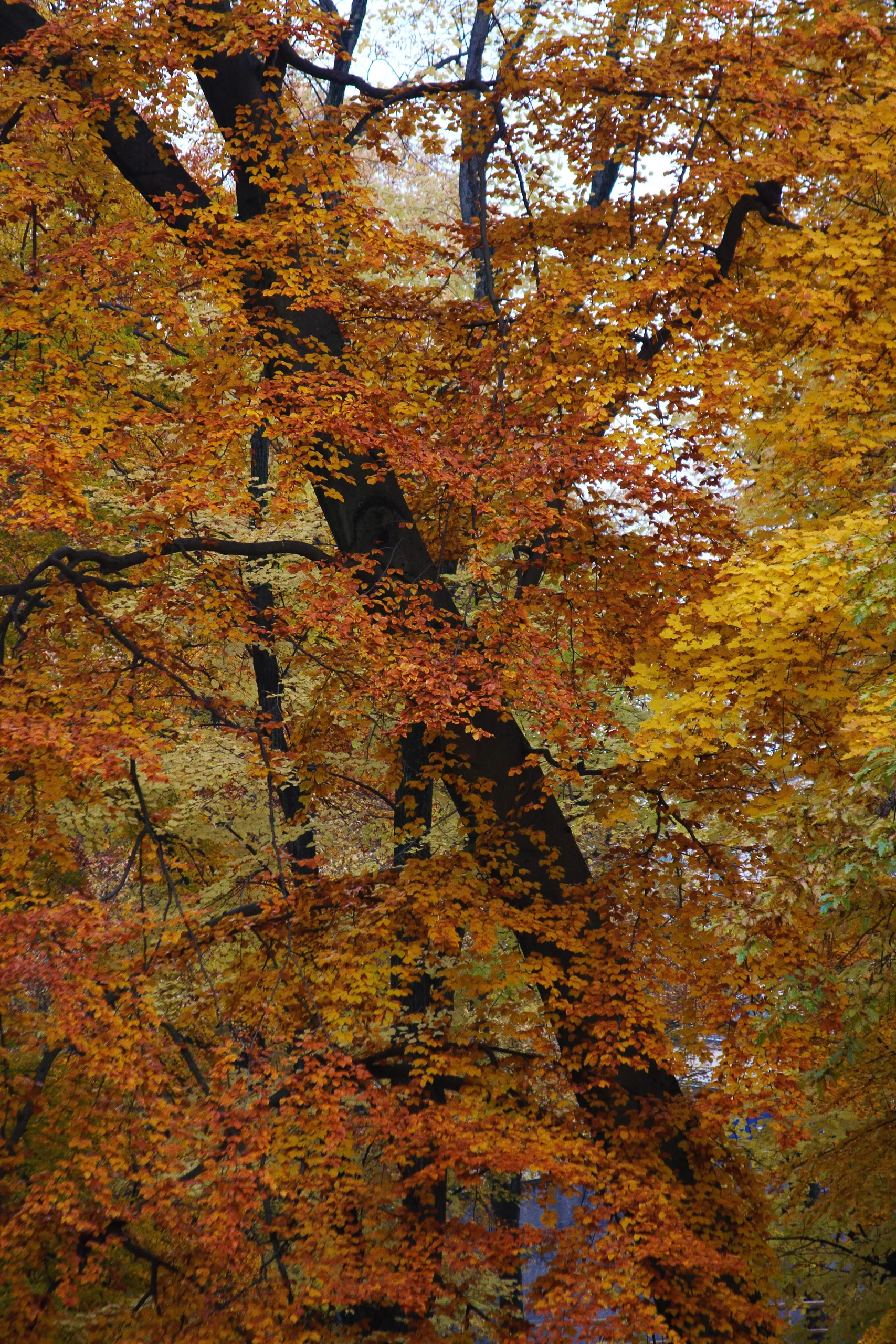 Autumn Colours in the Englischer Garten