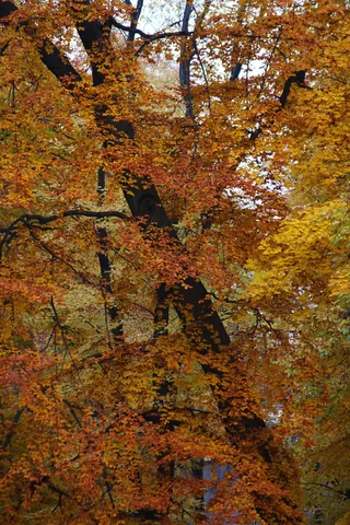 Autumn Colours in the Englischer Garten