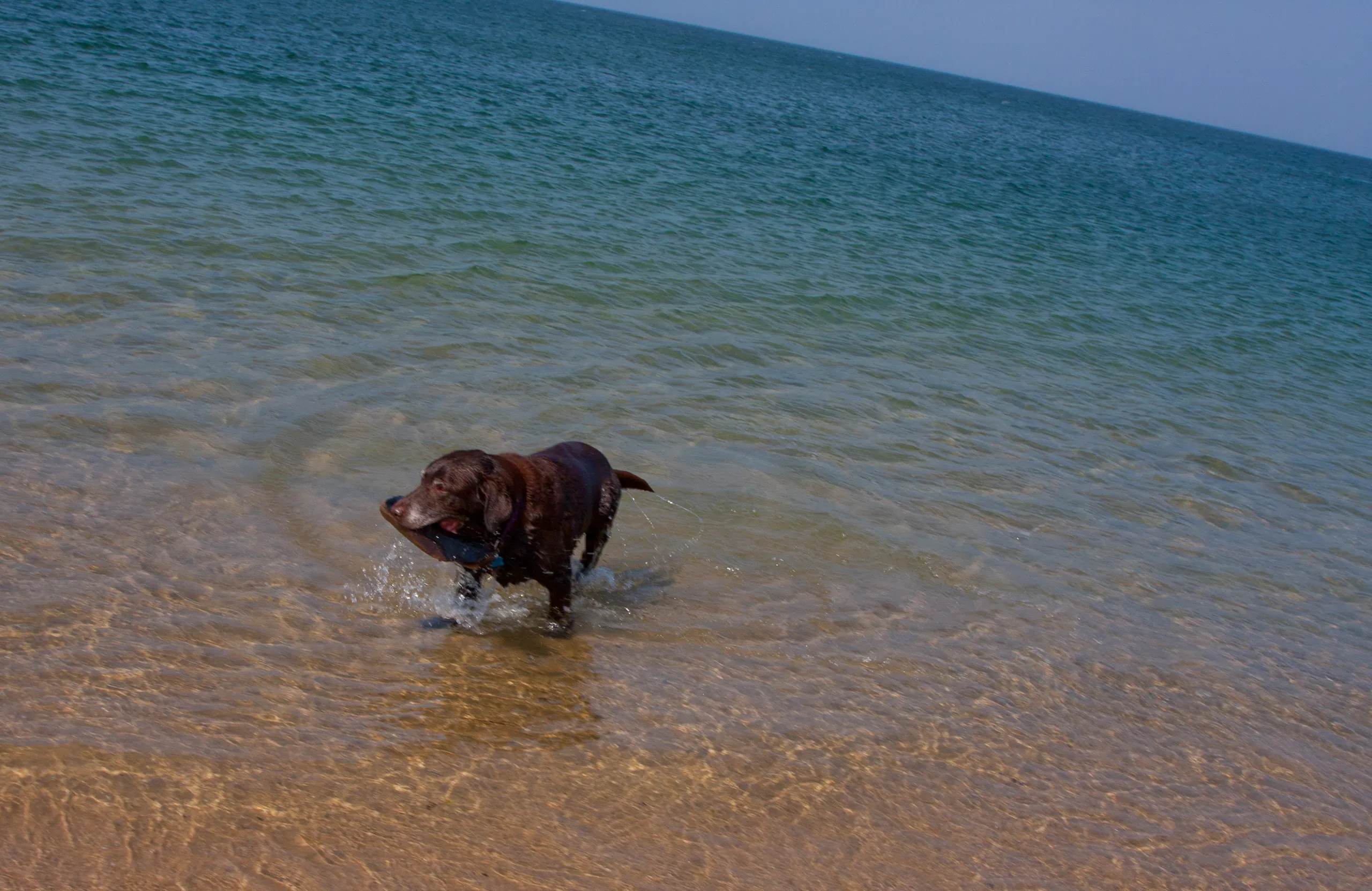 Happy Dog, National Seashore