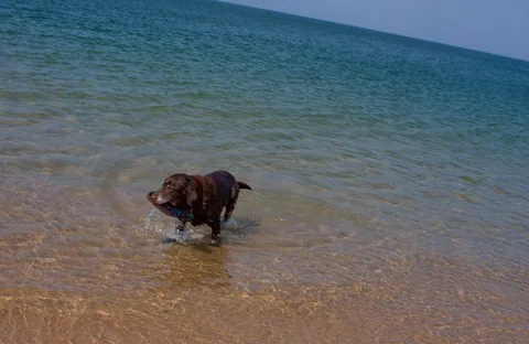 Happy Dog, National Seashore