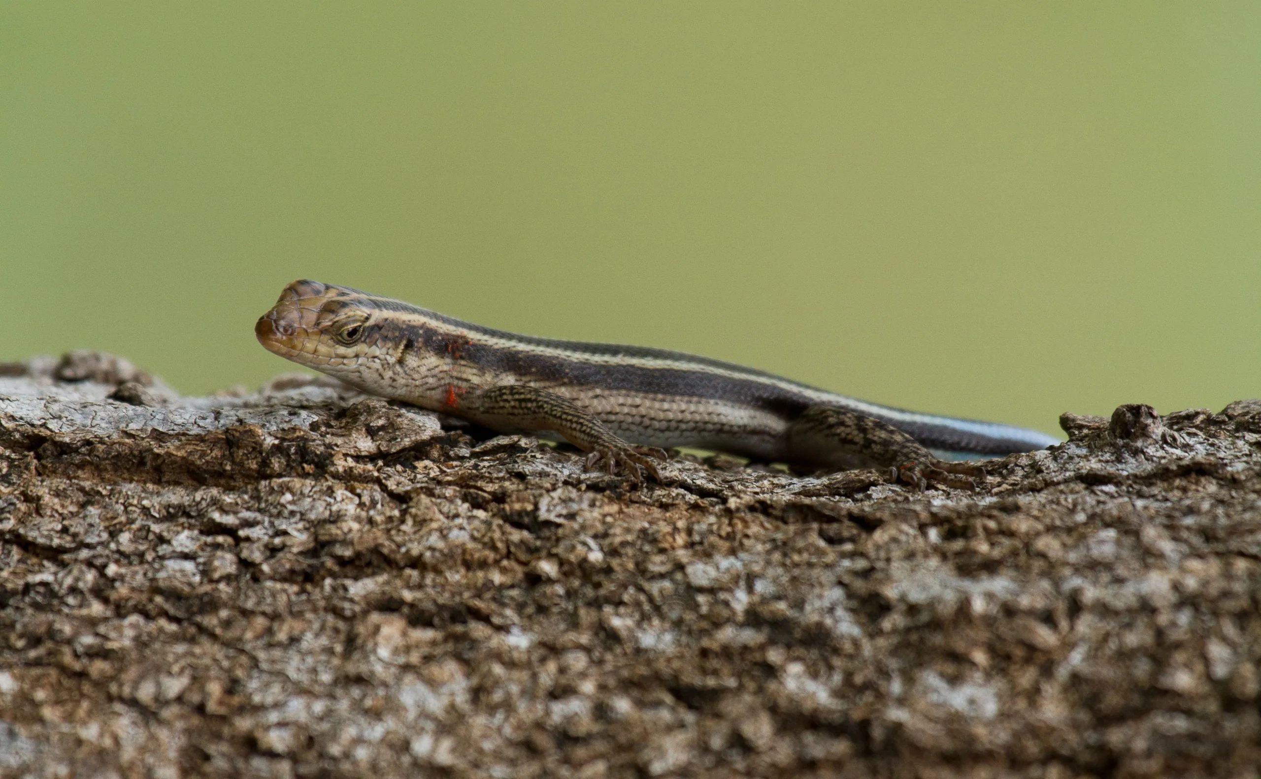 Blooded Lizard