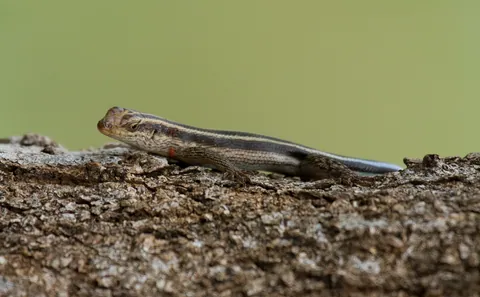 Blooded Lizard