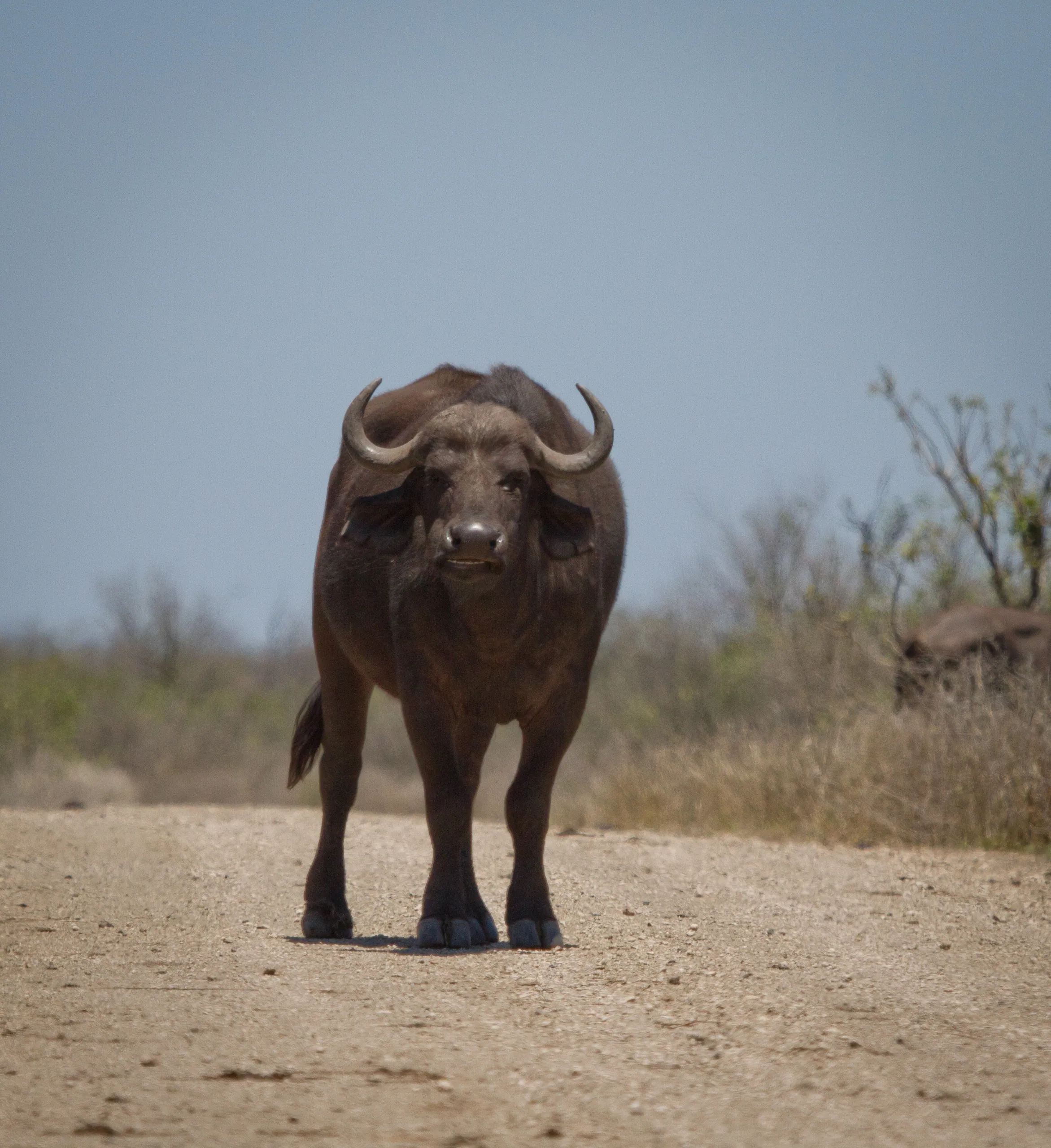 African Buffalo