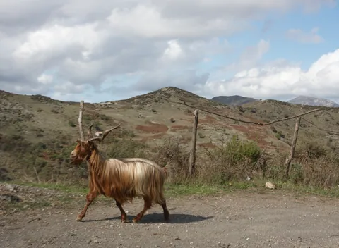 Mountain Goat on Farm Road, Sicily