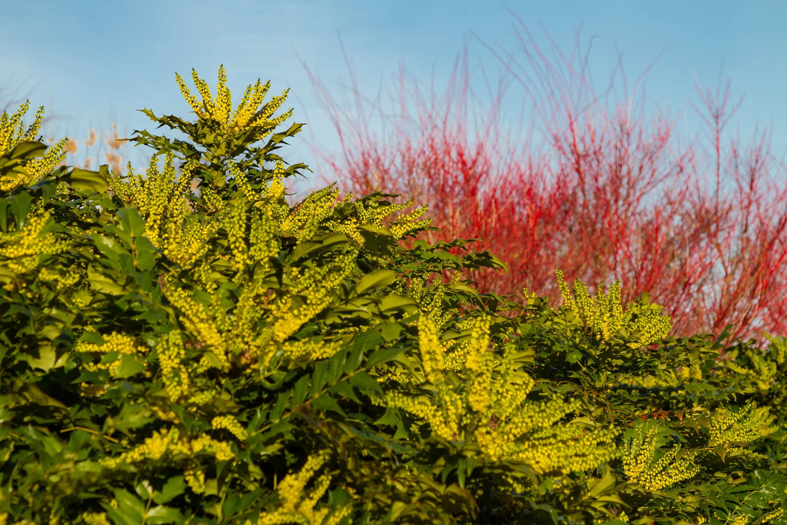 Winter Colour, Winter Garden at Anglesey Abbey