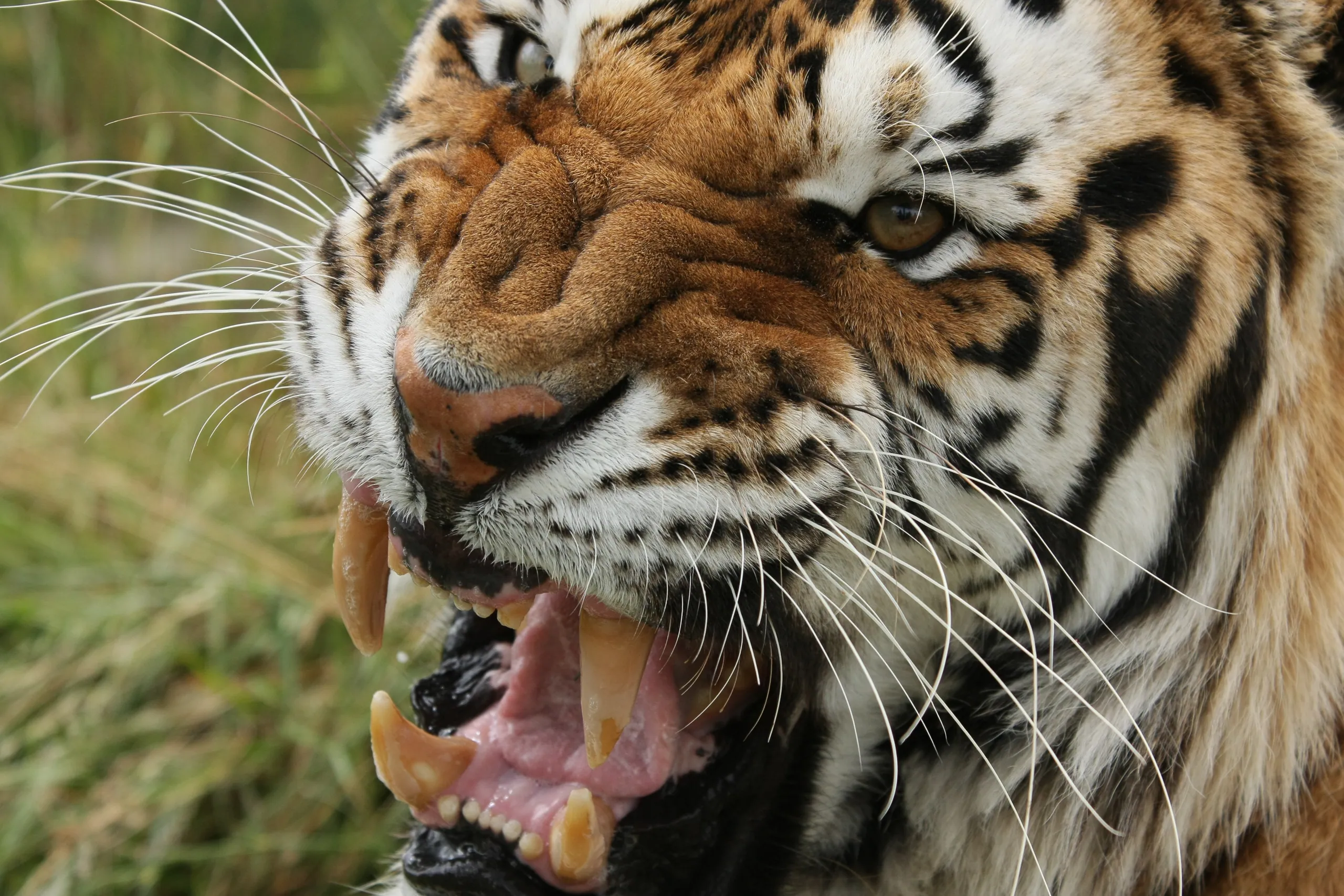 Tiger Life