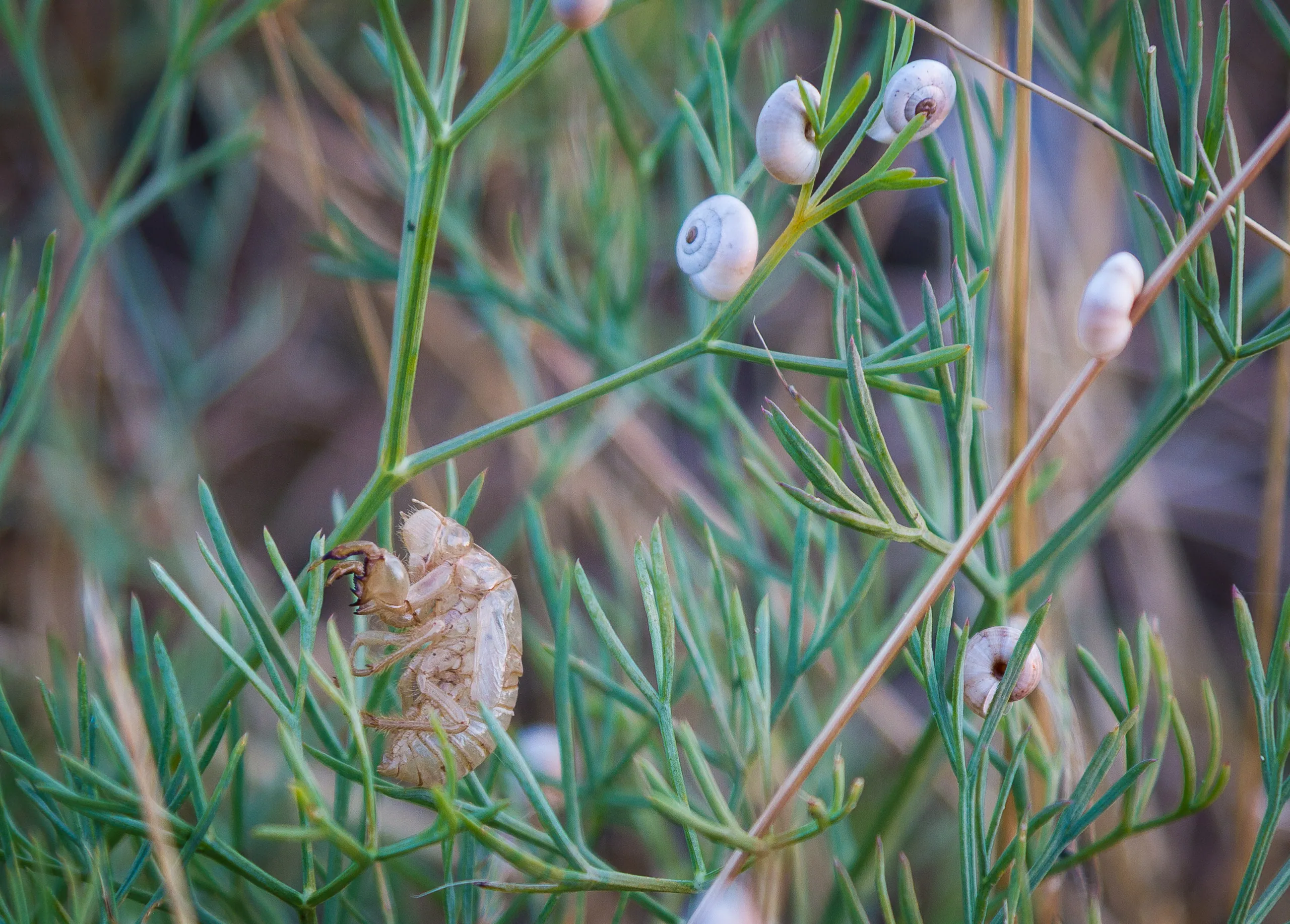 Molted cicada skin and snails