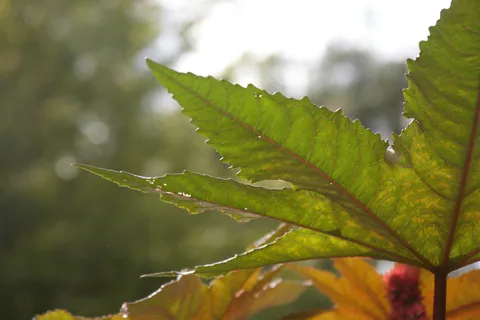 Oxford Botanic Gardens
