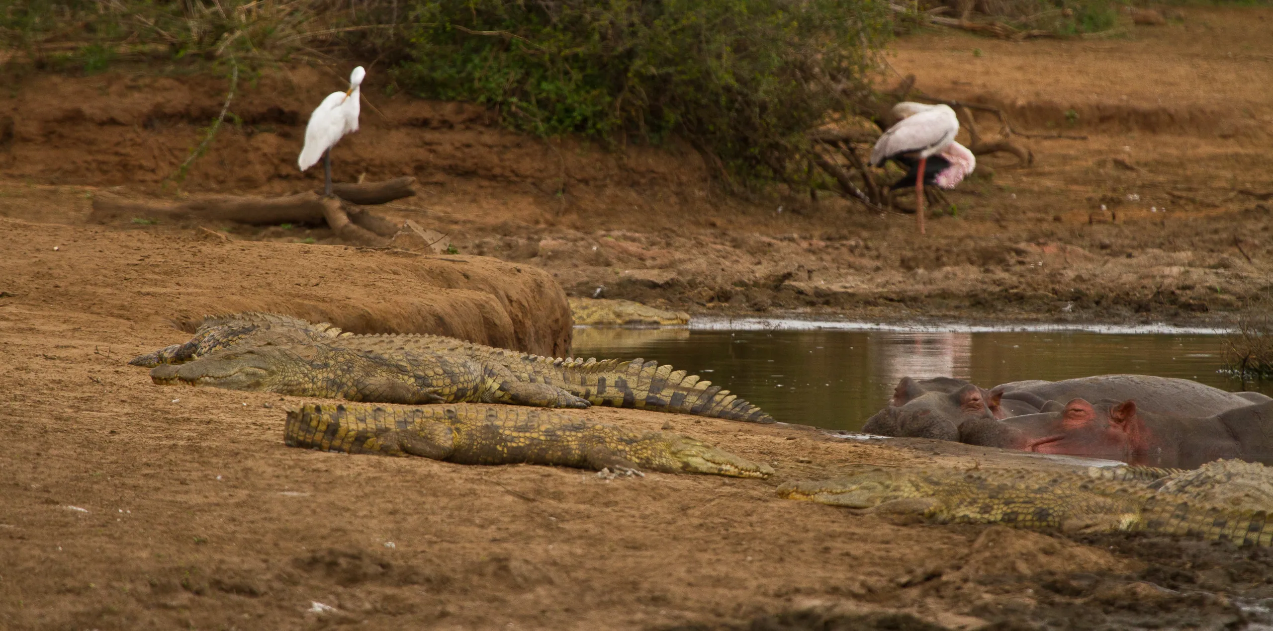 Crocs and Hippos
