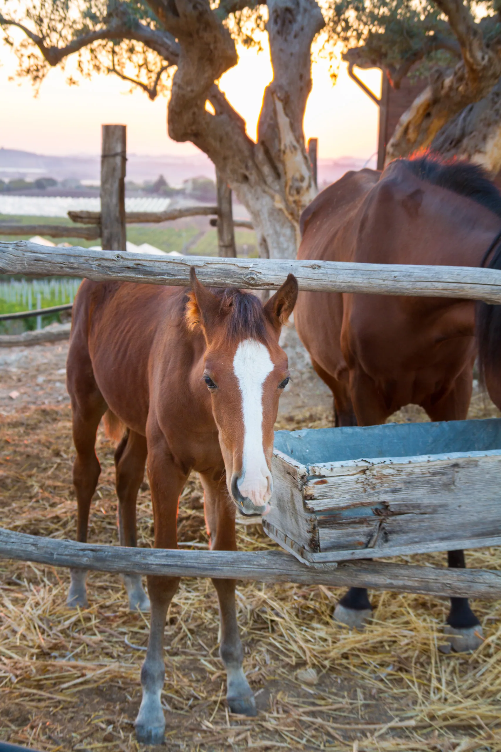 Young foal, Baglio San Nicola