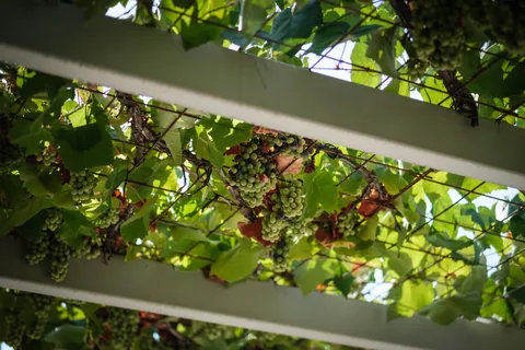 Villa Grapevines