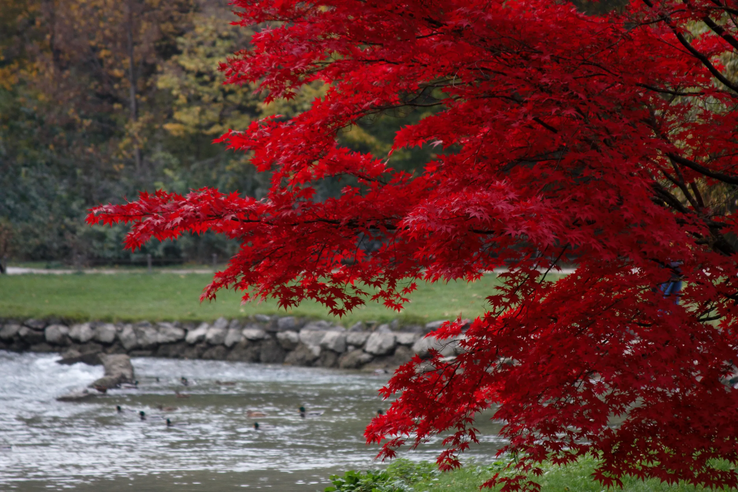 Autumn - Japanese Maple in the Englischer Garten