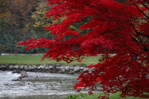 Autumn - Japanese Maple in the Englischer Garten