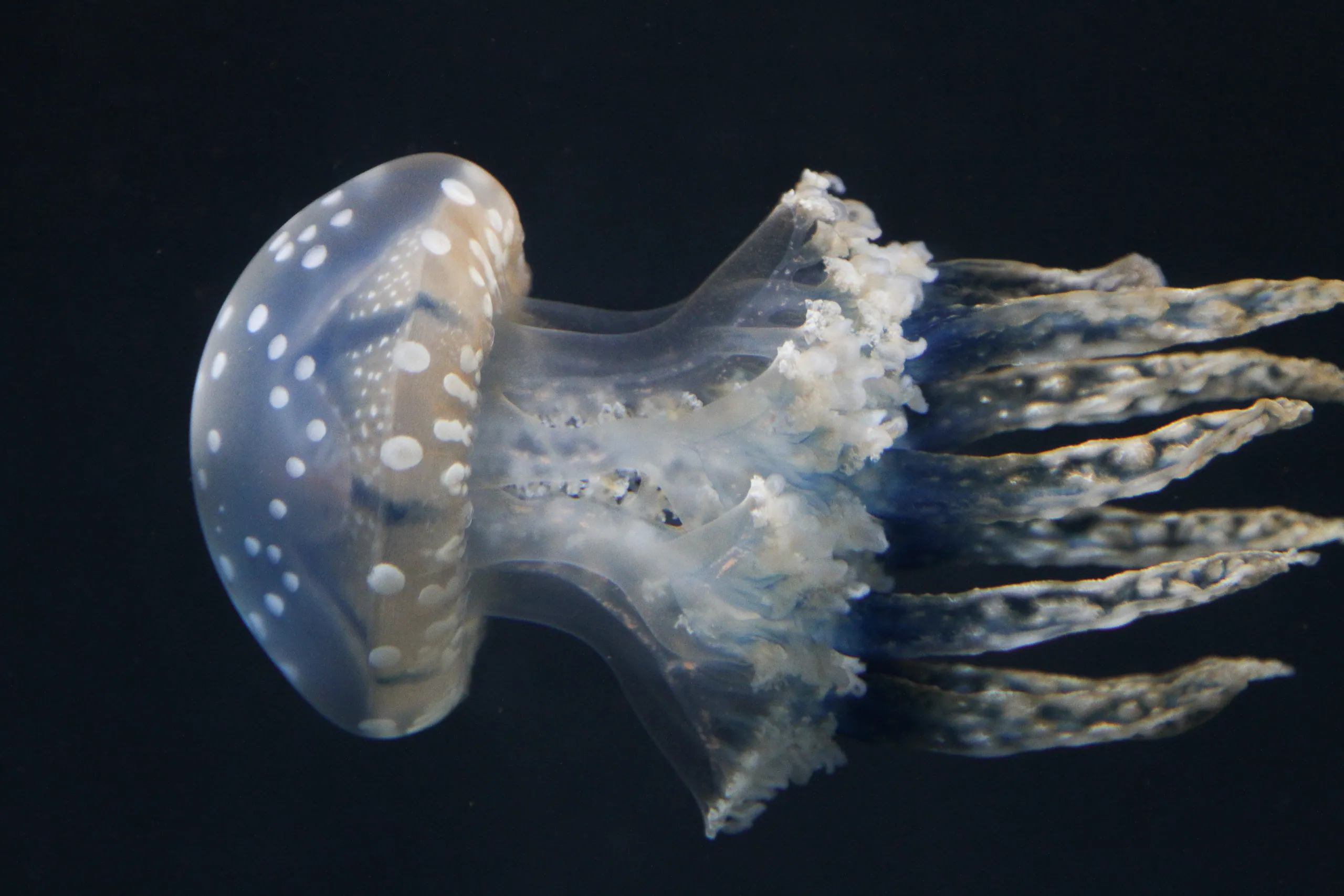 Lagoon Jelly, Georgia Aquarium