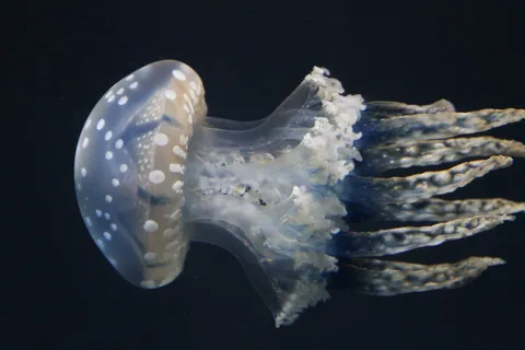 Lagoon Jelly, Georgia Aquarium