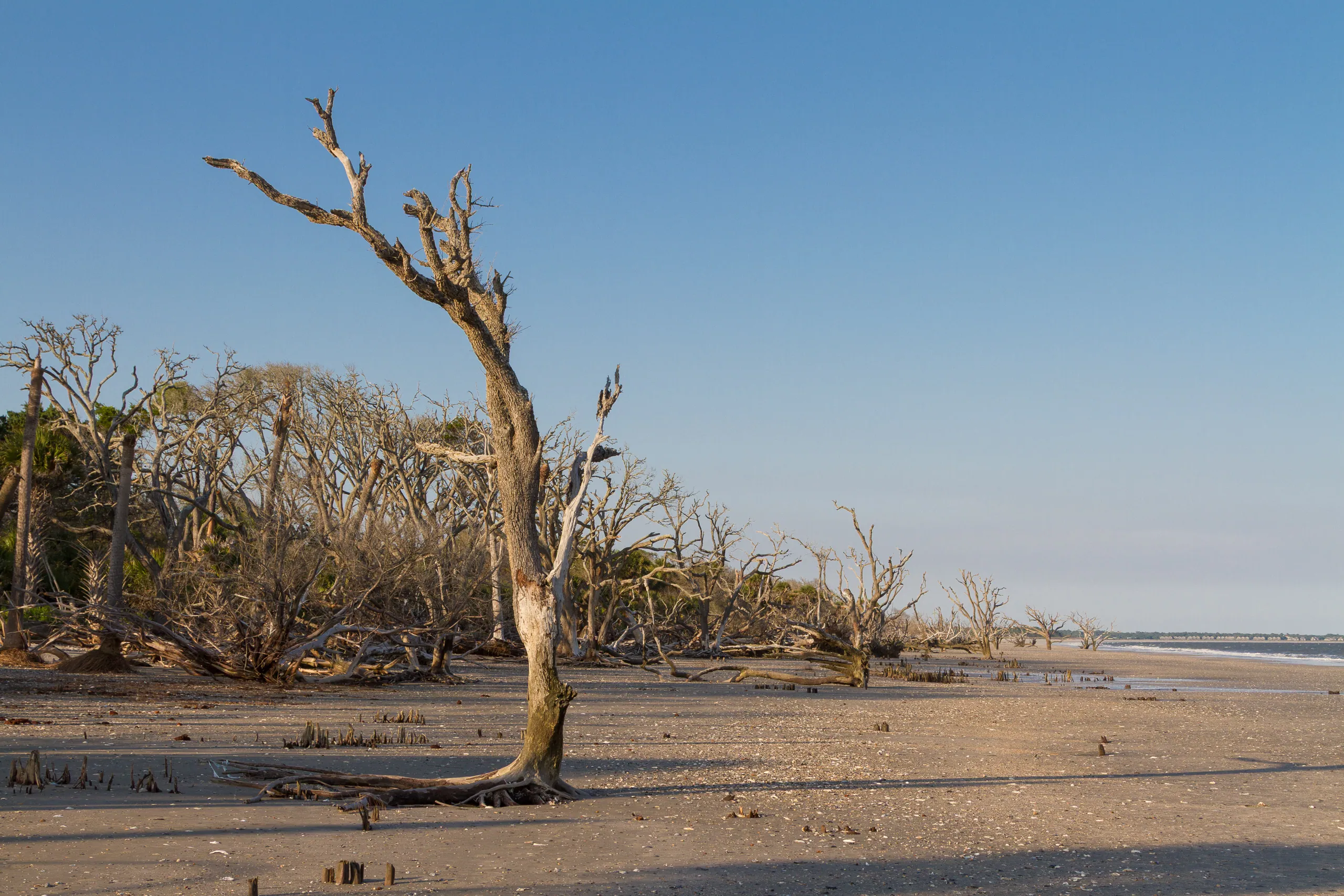 Botany Bay's Ghost Oaks