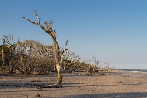 Botany Bay's Ghost Oaks