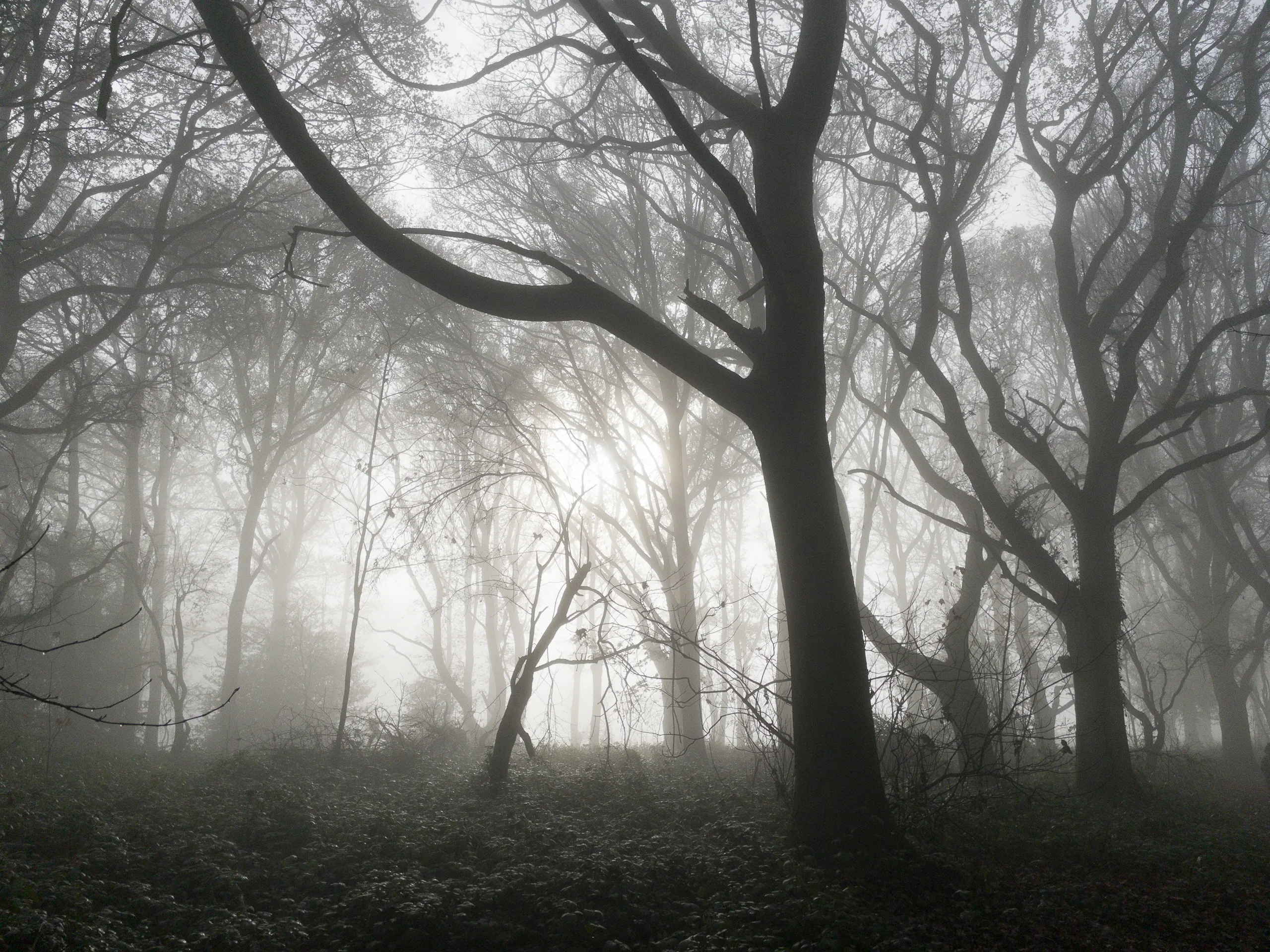 Foggy Woods, the Ridgeway, Nettlebed