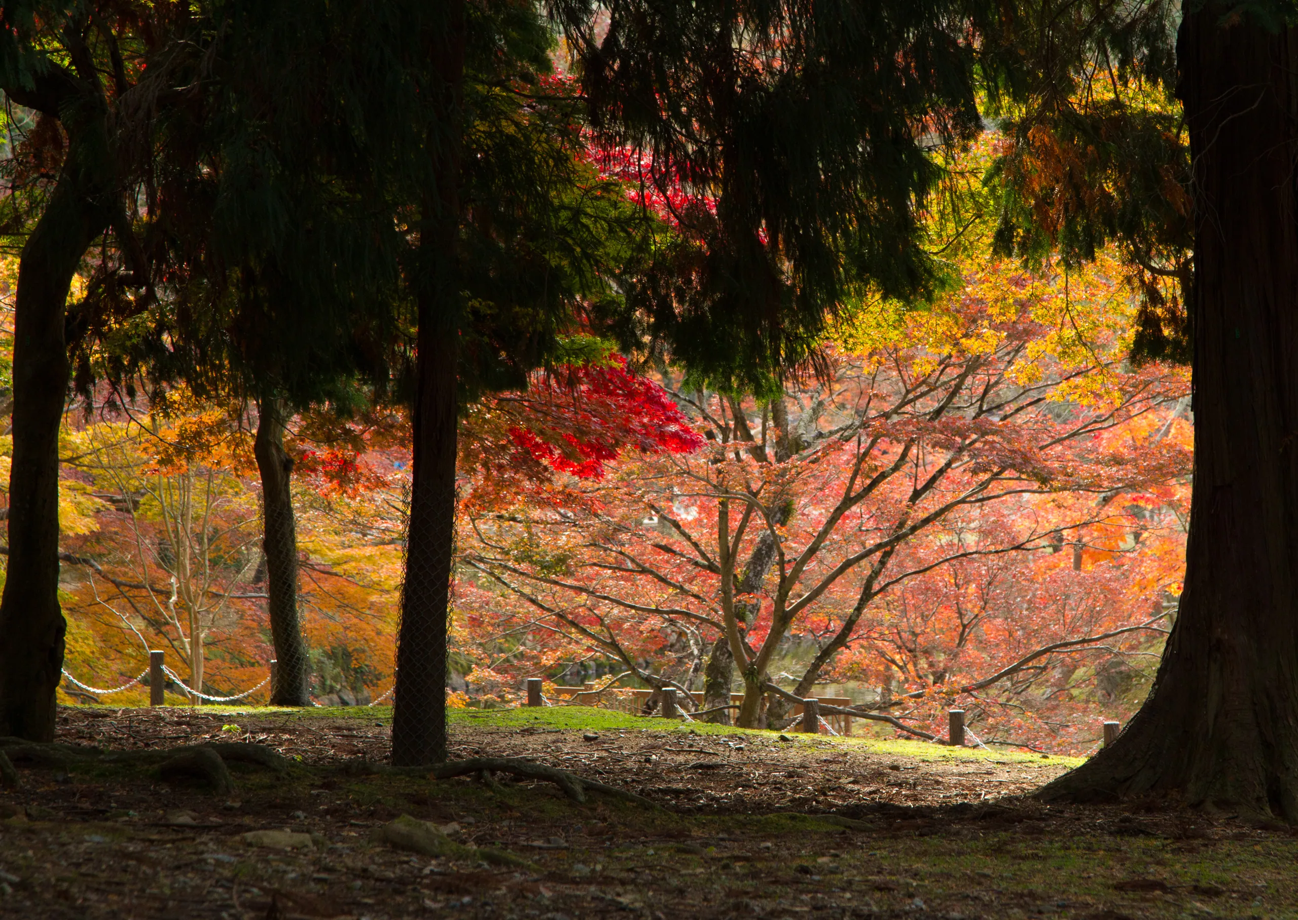 Autumn Colours in Nara Park