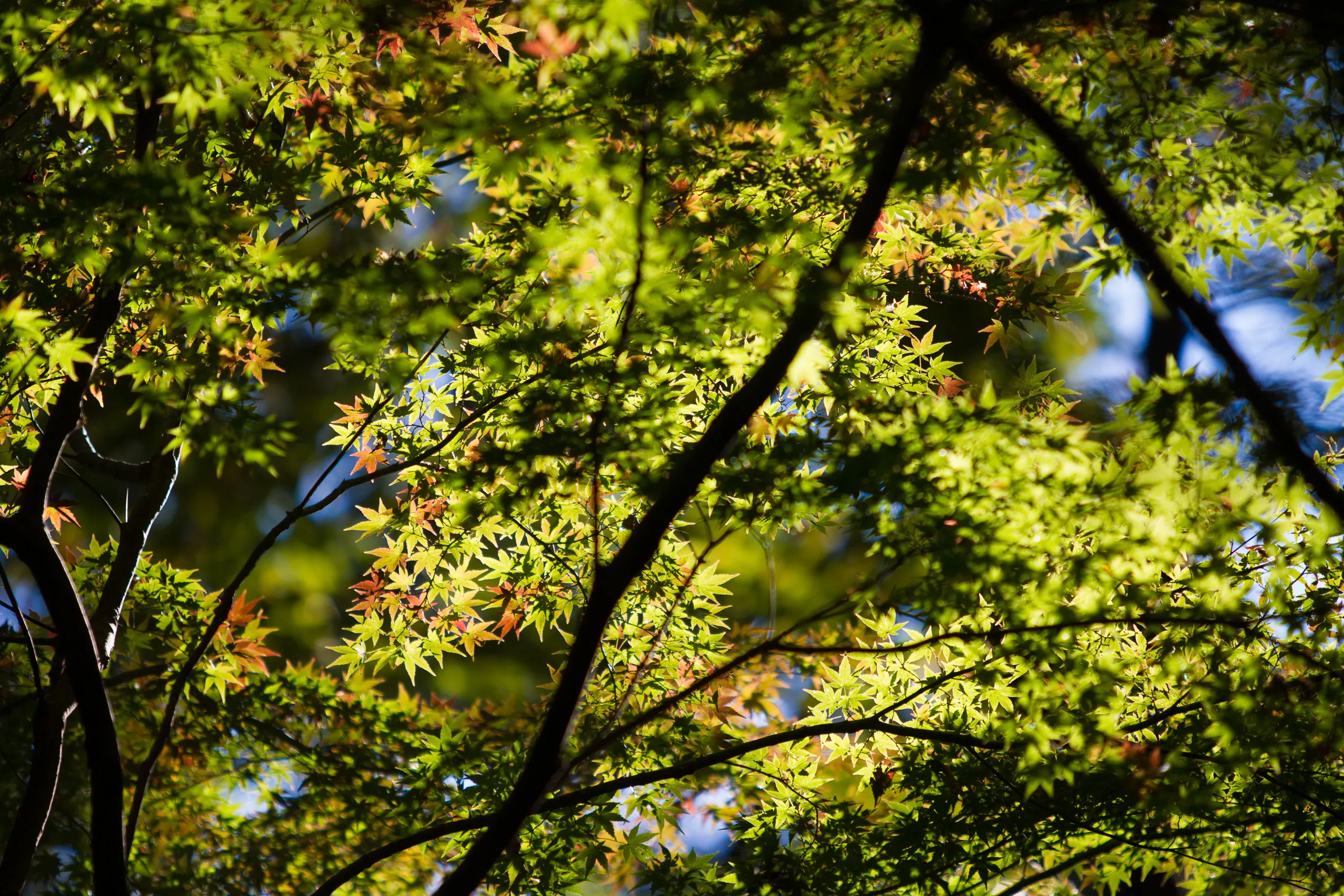 The very first signs of autumn colour (momiji) in Meiji Gardens