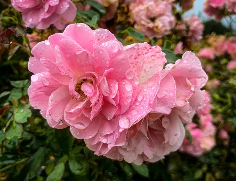 Roses in the garden of Killerton House, Devon