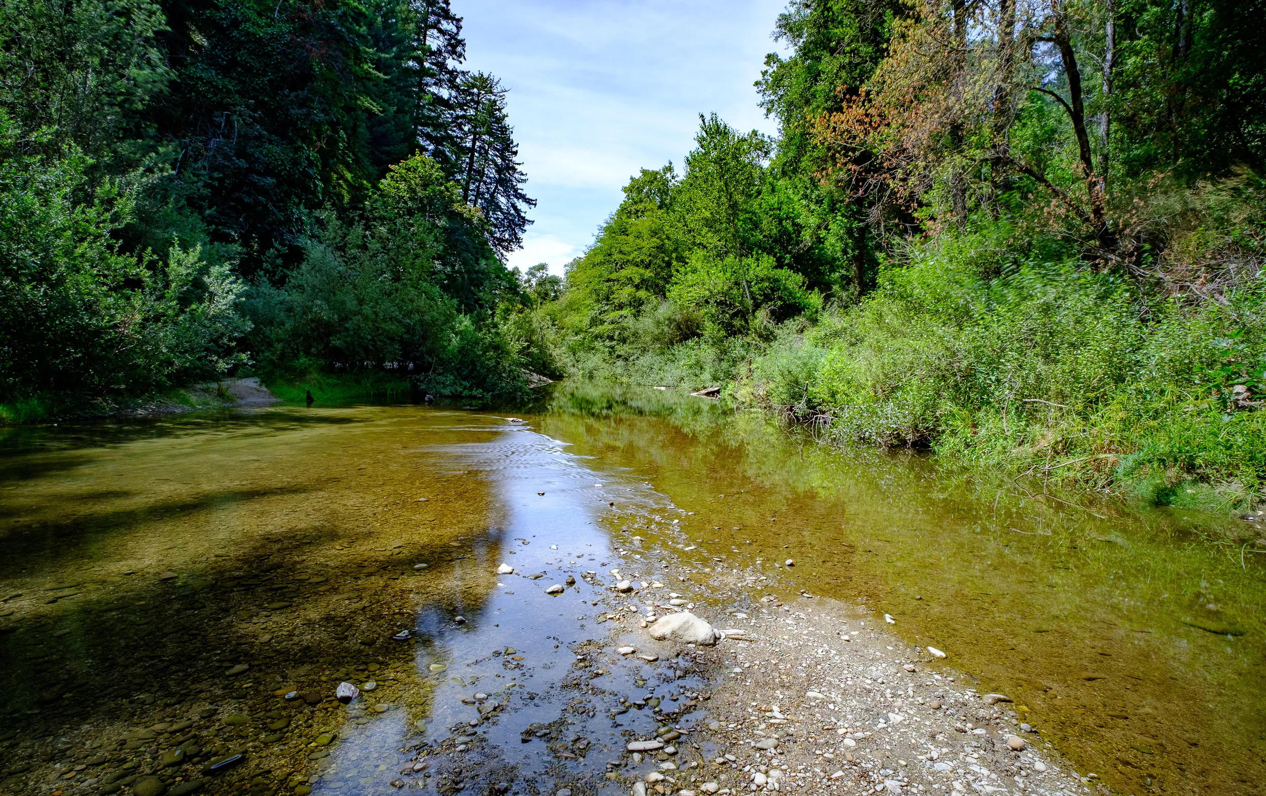 Henry Cowell Redwoods State Park