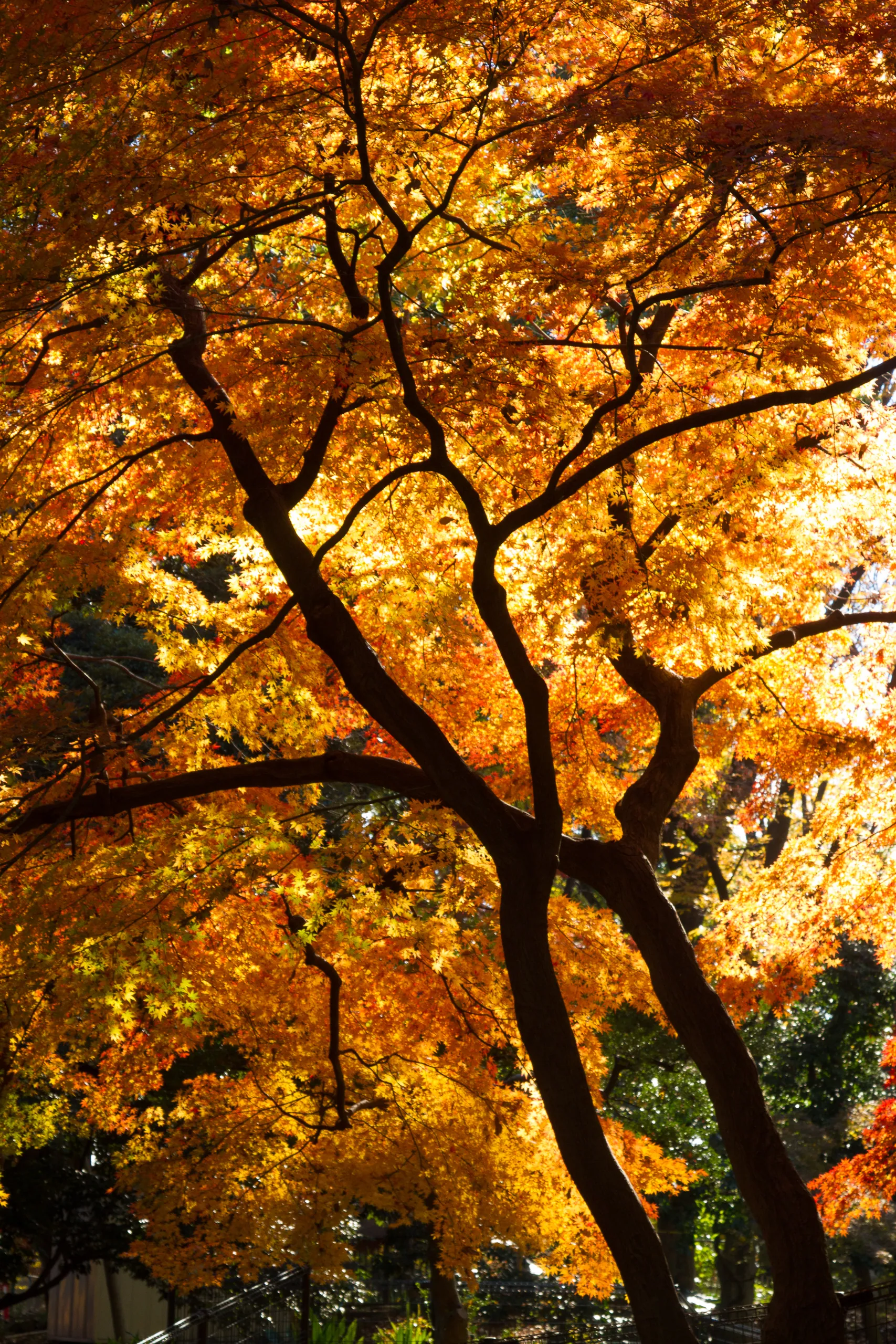 Autumn Colours, Ueno Park