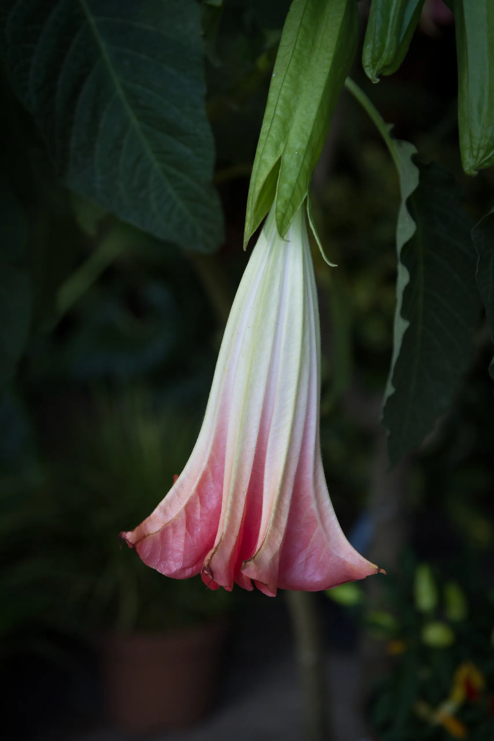 New flower, Palermo Botanical Garden