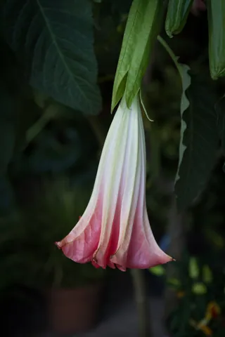 New flower, Palermo Botanical Garden