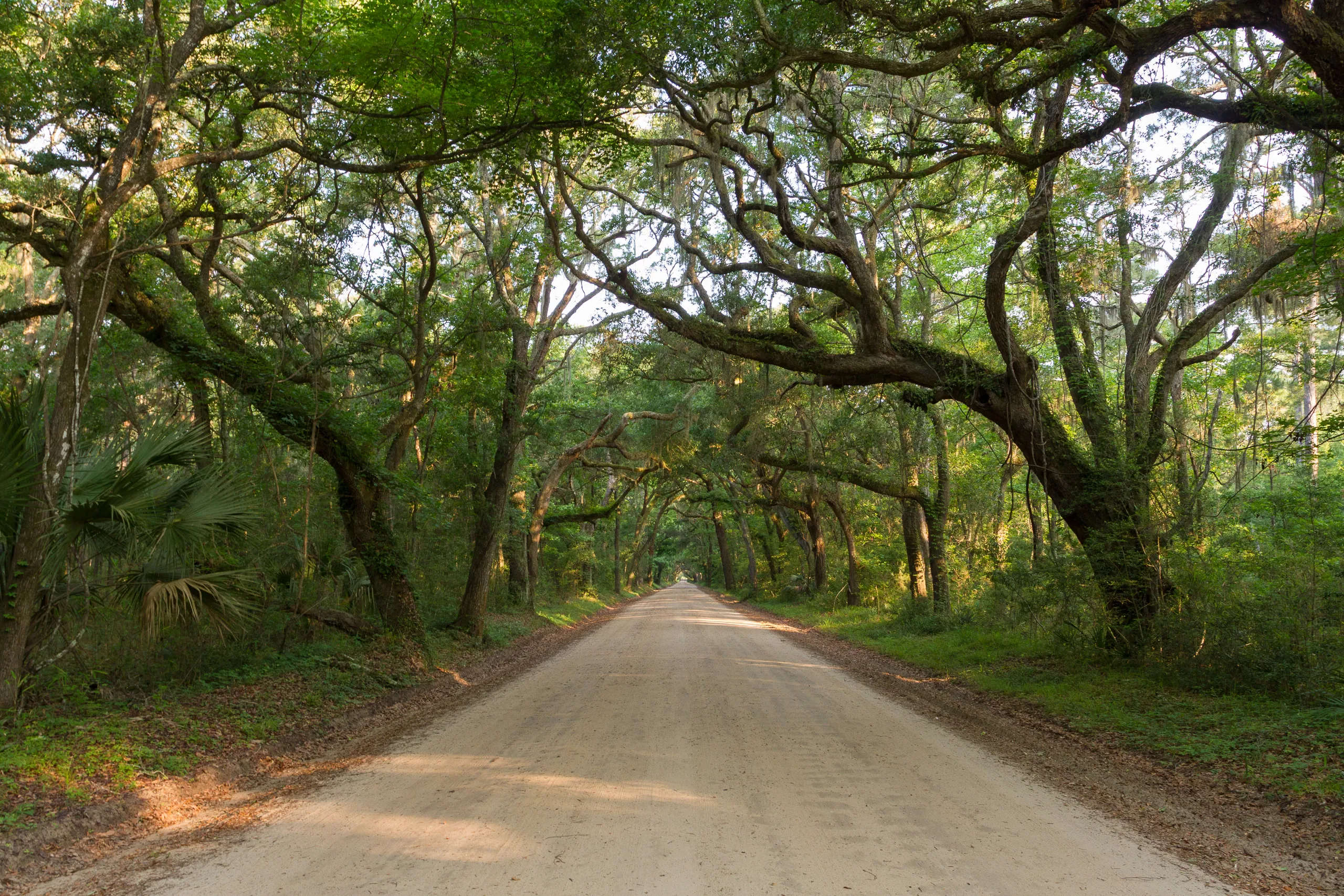 Live Oak Avenue, Botany Bay, Edisto Island