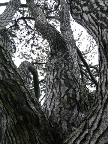 Oxford Botanic Gardens