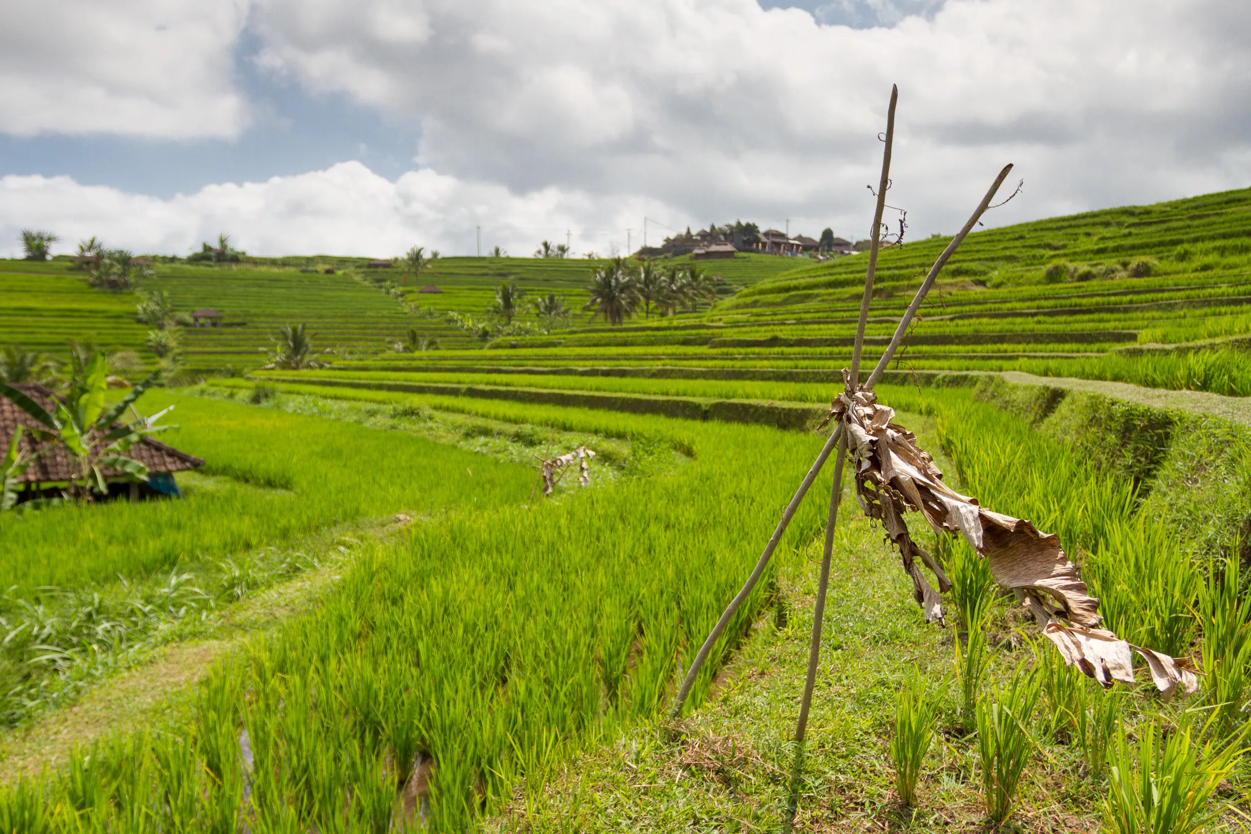 Jatuliwiyah Rice Terraces