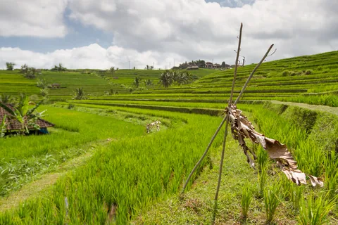 Jatuliwiyah Rice Terraces