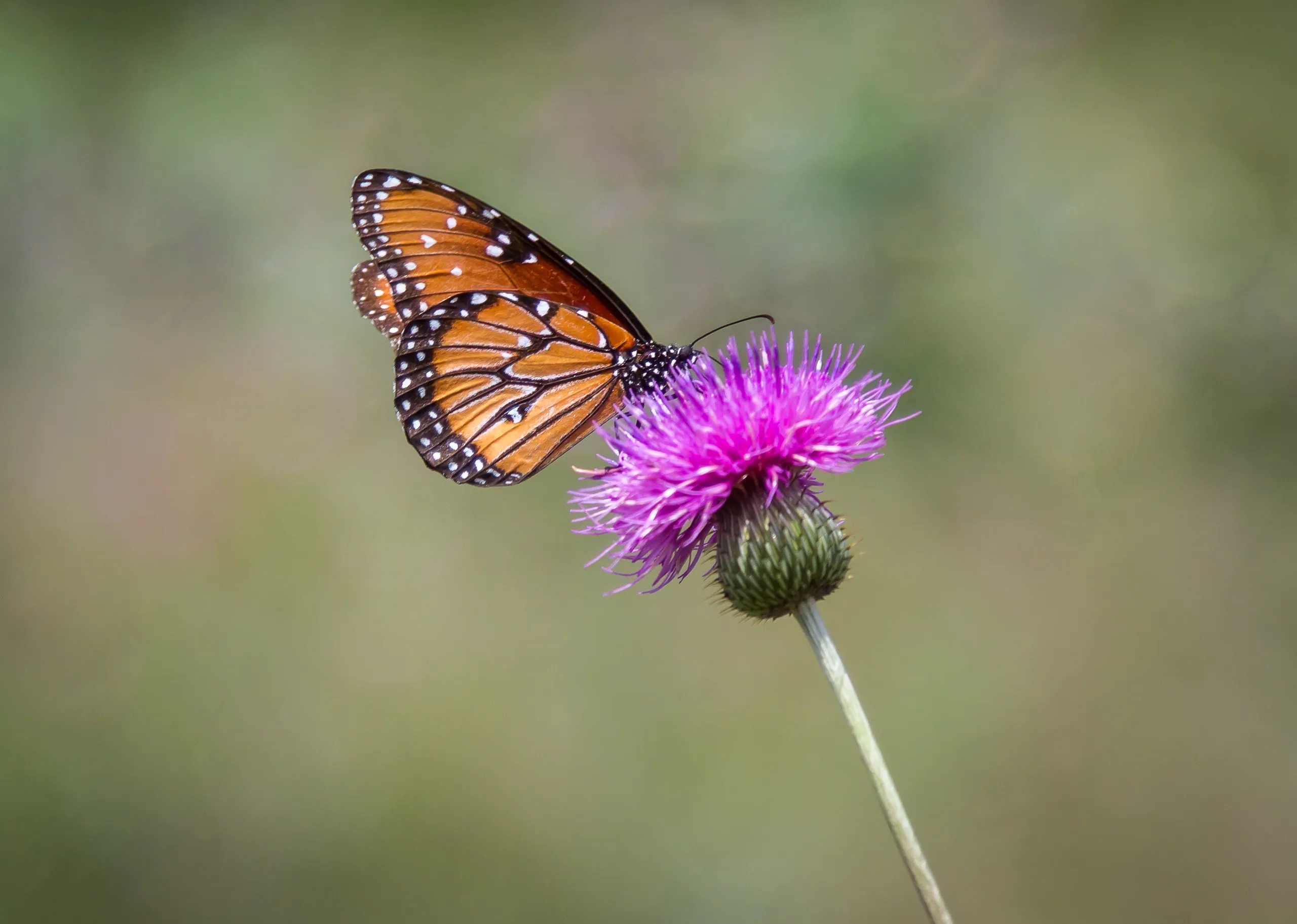 Butterfly on thistle, Canyon Wren Ranch