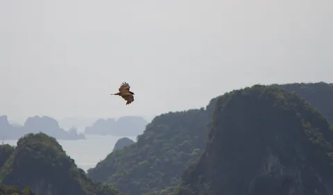 Bird of Prey, Ha Long Bay