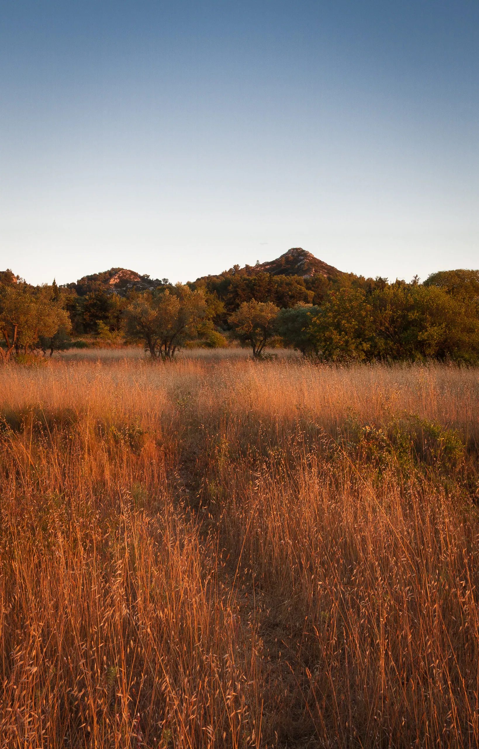 Sunset in the Alpilles