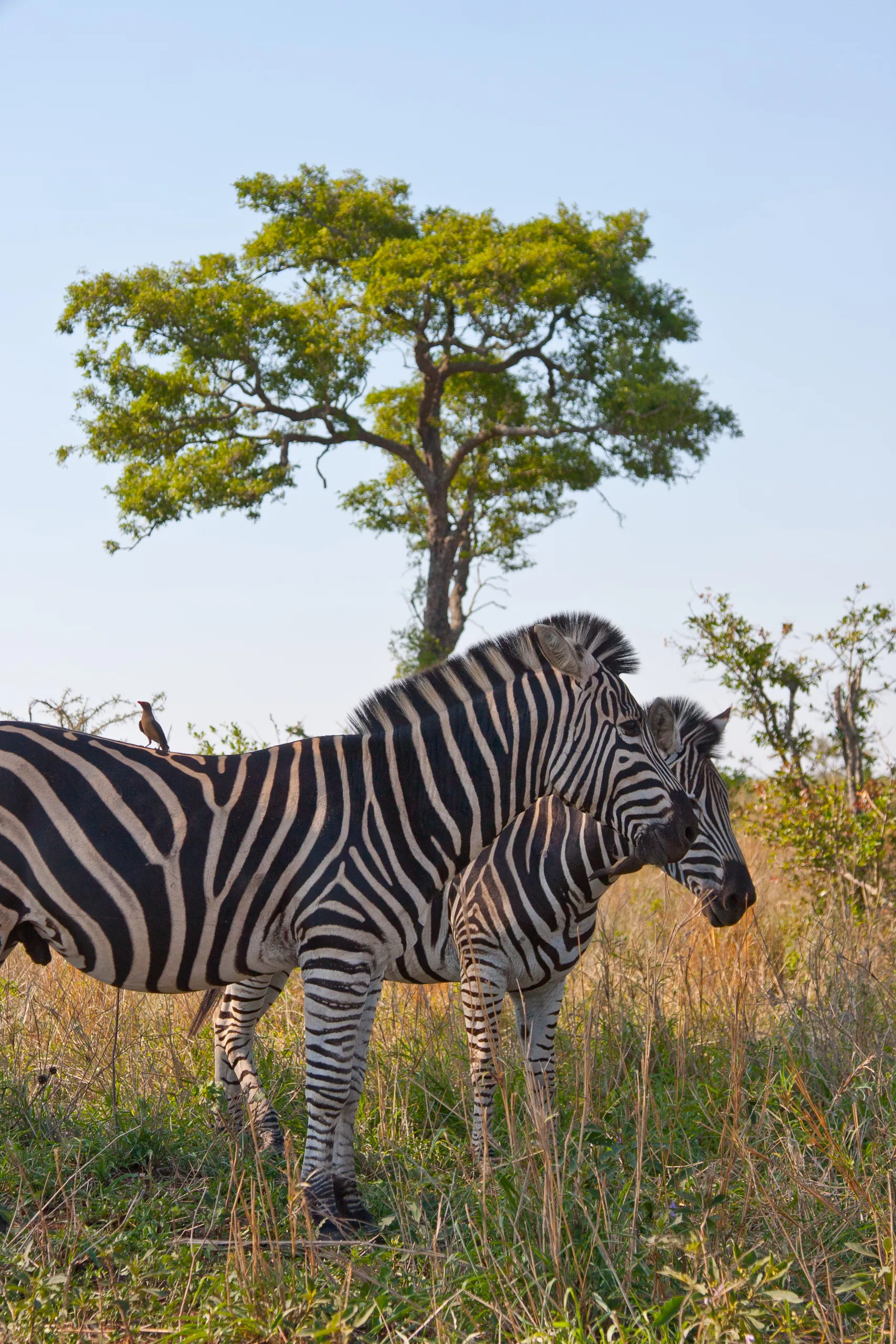 Zebra Pair