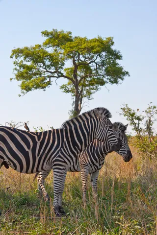 Zebra Pair