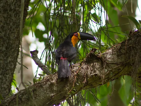 Channel-Billed Toucan, Jardim Botanico, Rio de Janeiro