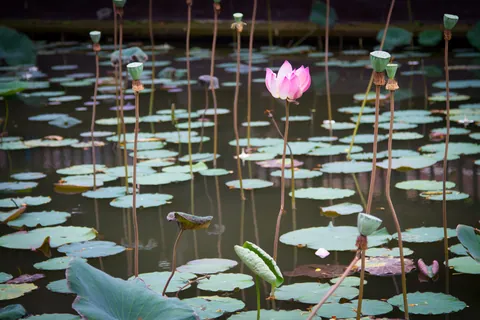 Pura Taman Saraswati, Ubud