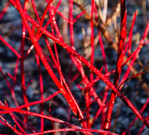 Winter Colour, Winter Garden at Anglesey Abbey