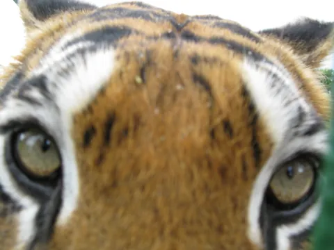 Close Encounter