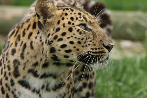 Amur Leopard