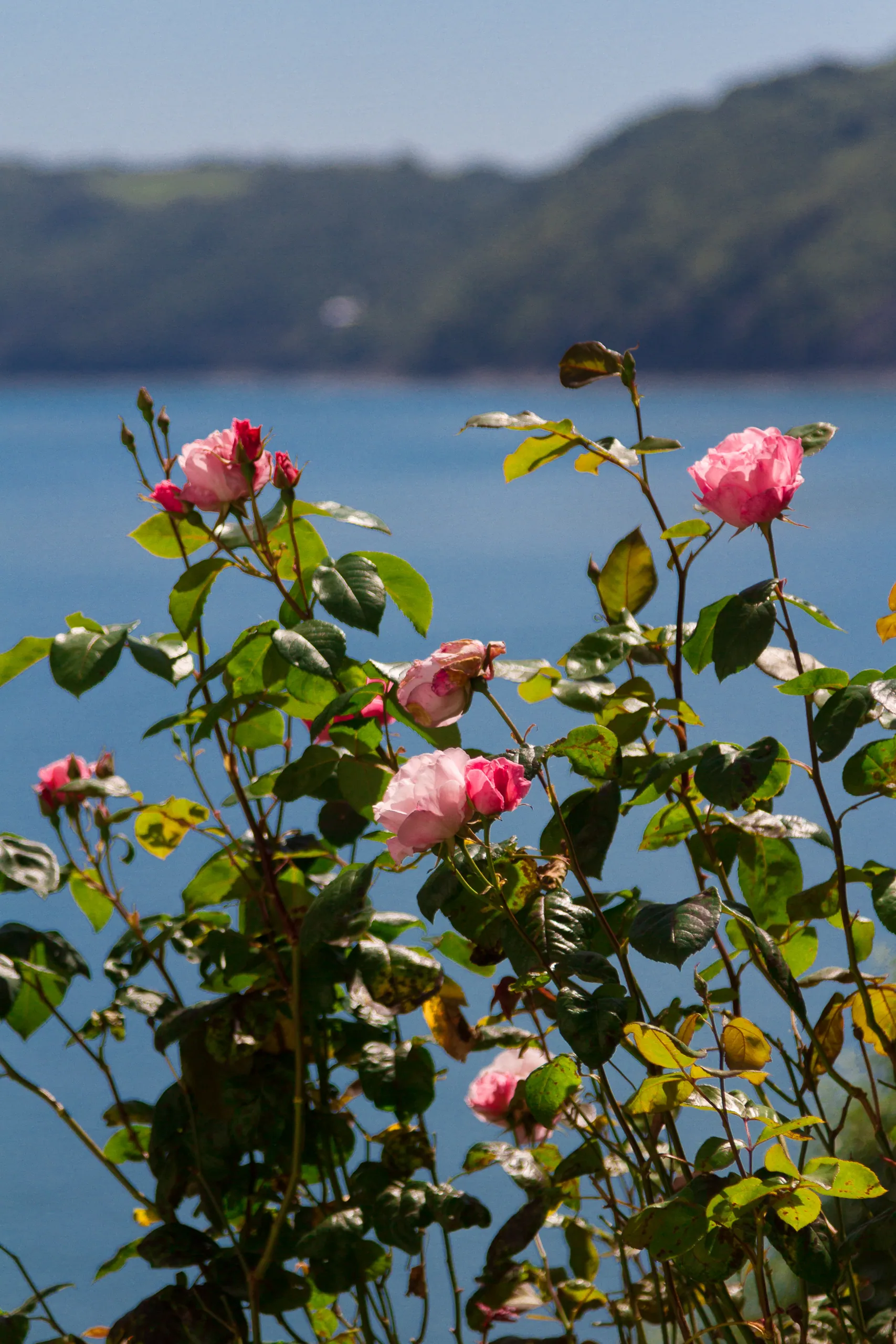 Roses, Clovelly