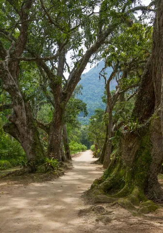 Jardim Botanico, Rio de Janeiro