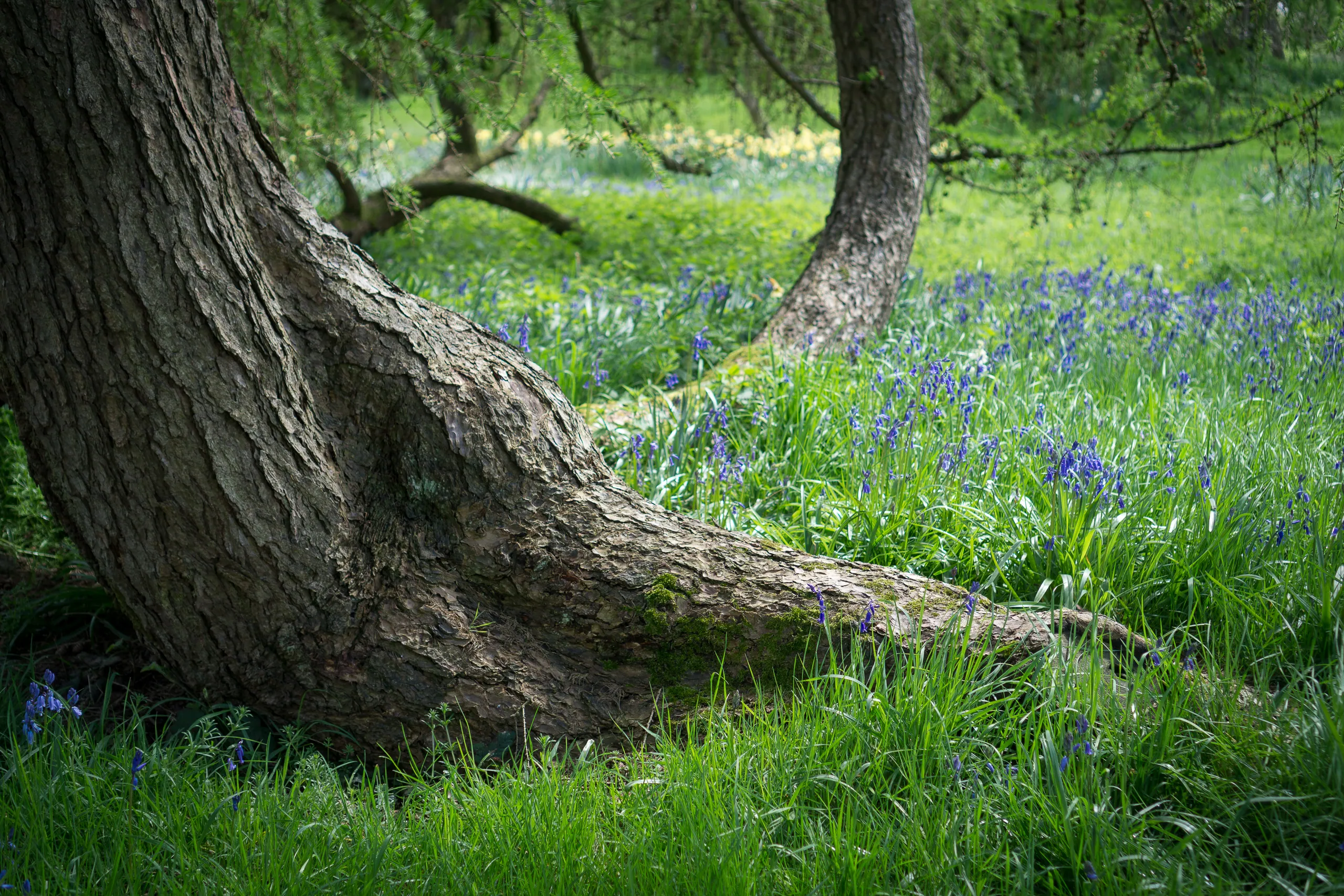 Bluebells and Tree, Grey's Court